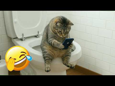 笑わないように頑張って 😱 ふわふわのかわいい猫 | ねこチャンネル