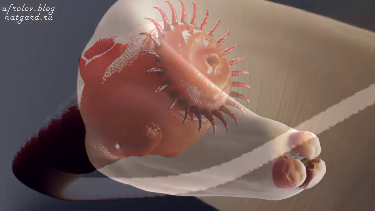 Паразиты. Глисты. Гельминты в организме человека. Последствия. Защита ...