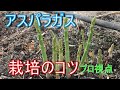 【アスパラガス栽培】【家庭菜園】【初心者】これがわかれば栽培がよくわかるシリ-ズ3 2021/4