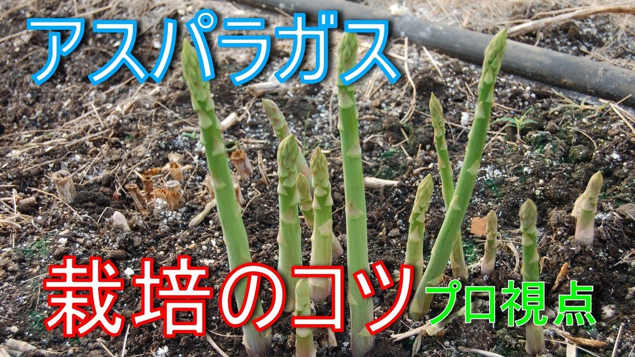 アスパラ ガス の 植え 方