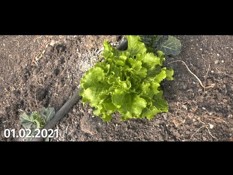 ზამთრის კულტურების მოყვანა სათბურში, მე-4 გადაღება. სინგენტა.