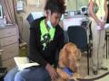 Pet therapy for cancer patients
