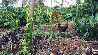 Kejadian Aneh Saat Memikat Ayam Hutanayam Hasil Buruan Hdanir Saja Raib
