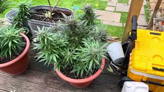 Uk outdoor banana kush 2023