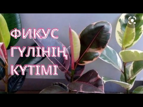 Бейне: Фикус қалай гүлдейді