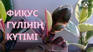 Фикус гүліне күтім.Чёрный принц гулине кутим.