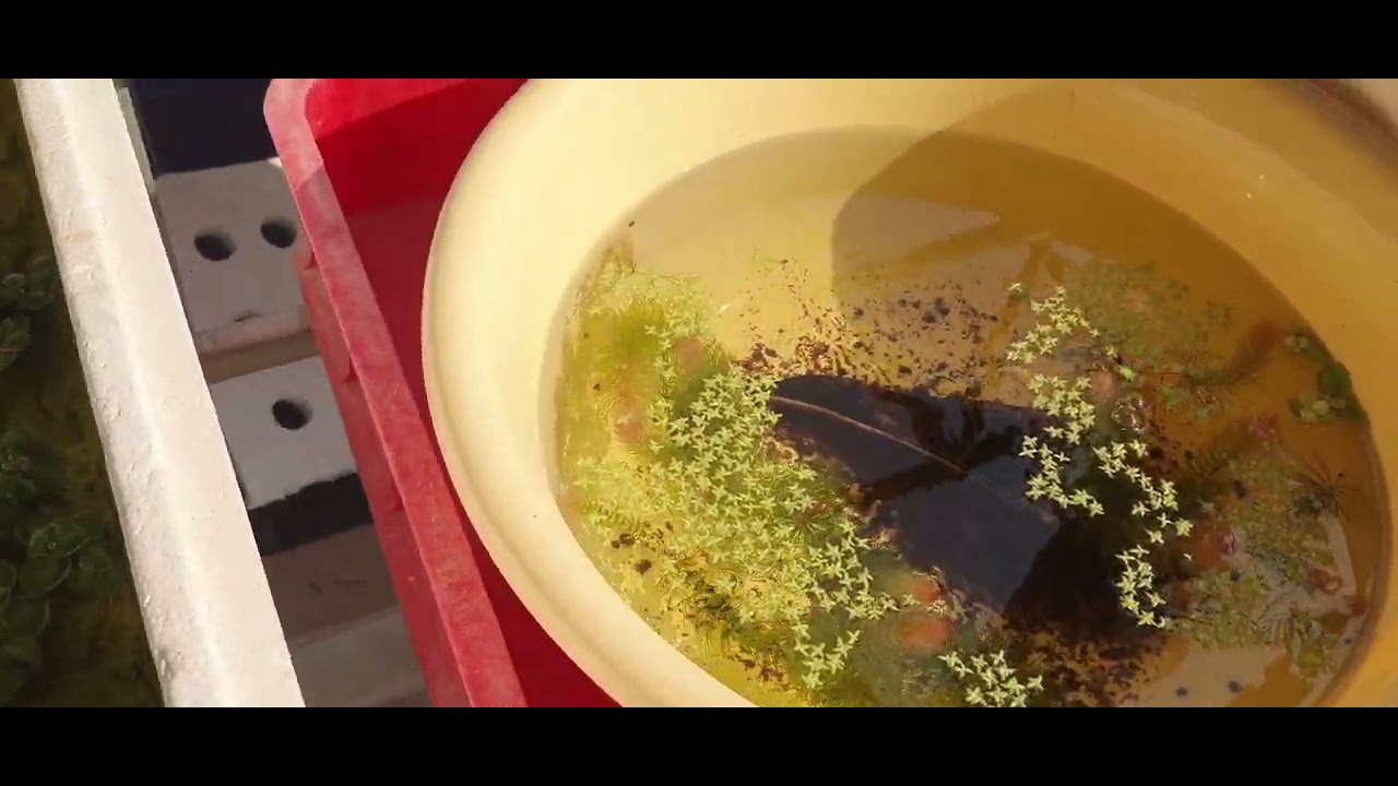 Daily Feeding The Guppy | Guppy Farm #guppy #fishkeepinghobby