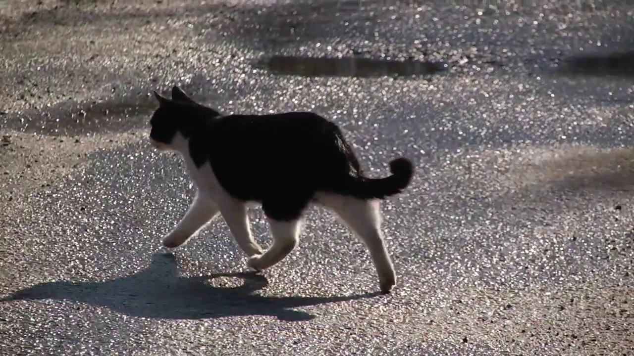 The domestic cat (Latin: Felis catus) is a small, typically furry, carnivorous mammal.