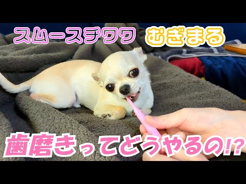 【スムースコート チワワ】歯磨きに苦戦（#18）