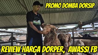REVIEW HARGA DOMBA DORPER, AWASSI TERBARU DI DOMBA DORSIP MALANG