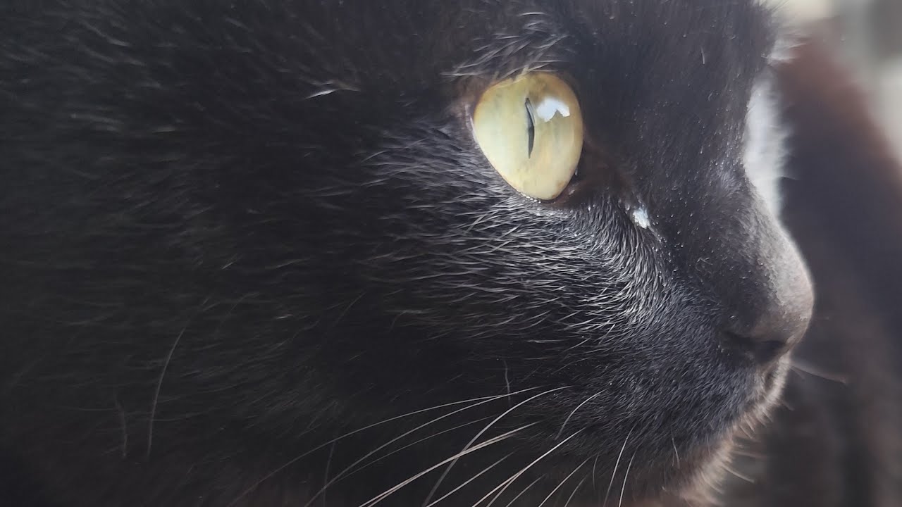 ふりーにゃんす がライブ配信中！