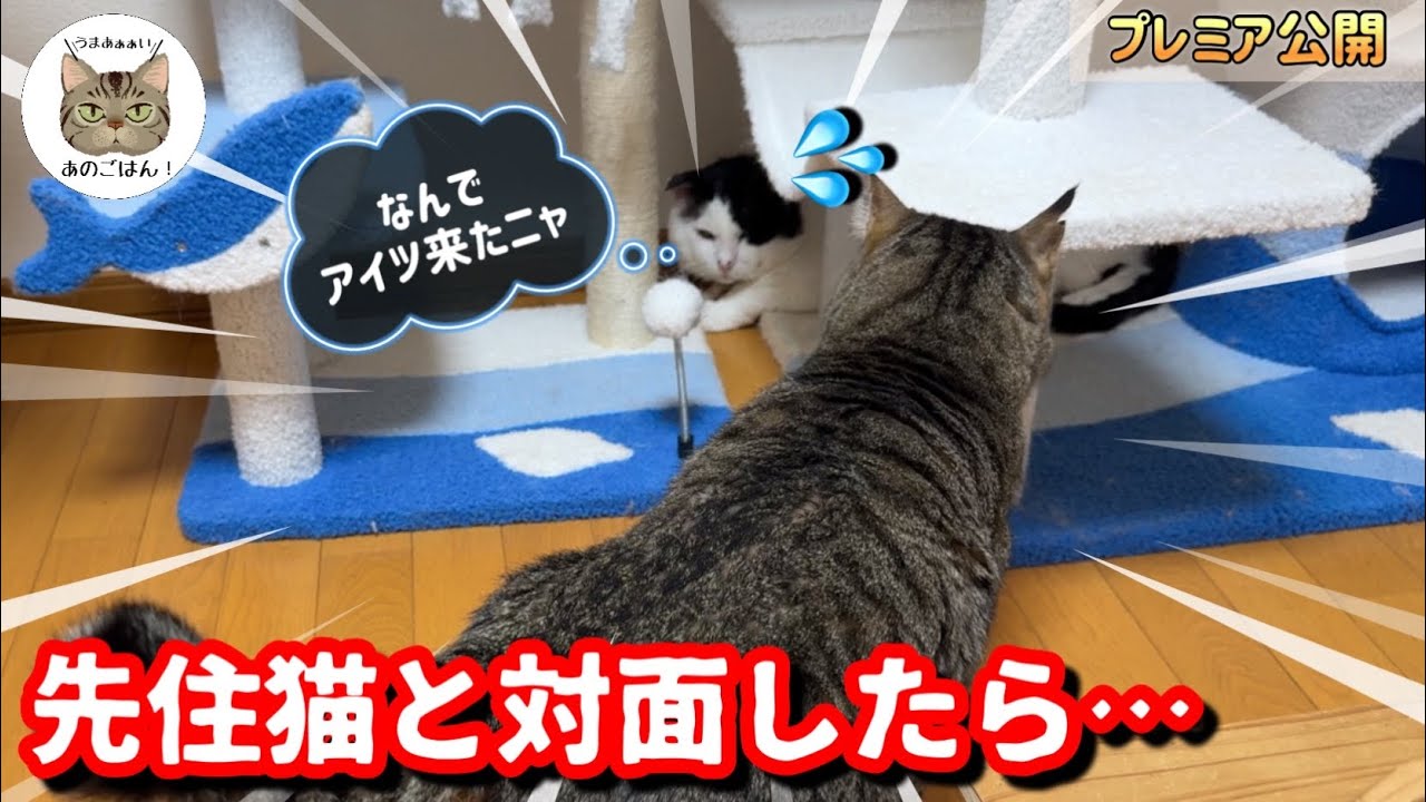 When we tried to get a rescued stray cat to get along with a