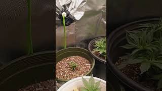 For Beginners: Real first time grower.start to finish