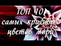 Самые красивые цветы мира. ТОП 10