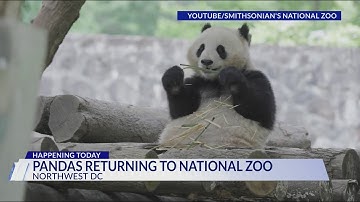 Two giant pandas returning to National Zoo