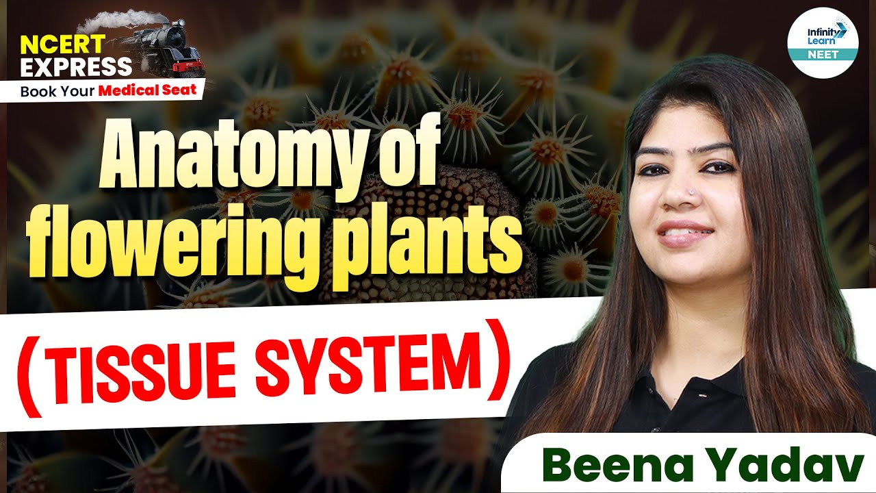 Unraveling the TISSUE SYSTEM: Anatomy of Flowering Plants | NEET 2025 ...