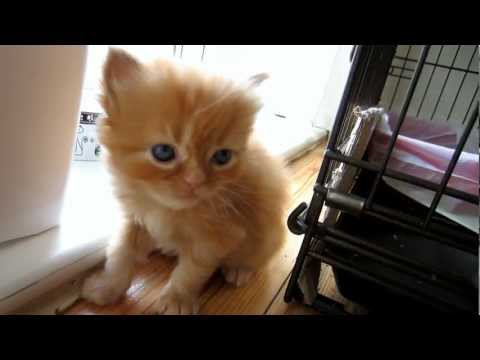 Cute Kitten meows for love and falls asleep