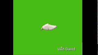 screen flying bird