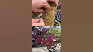 Cách ghép nhánh tường vy vào gốc bằng lăng#khoahọctựnhiên #bonsai