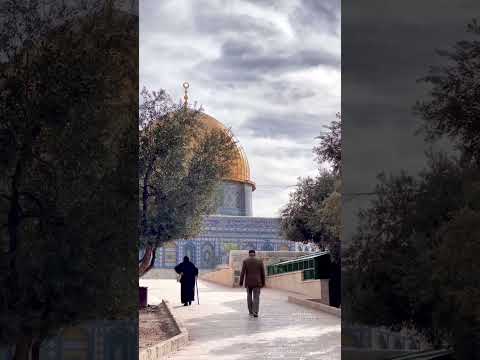لو سرقت منا الايام محمد الشيخ فلسطين غزه طوفان الاقصى