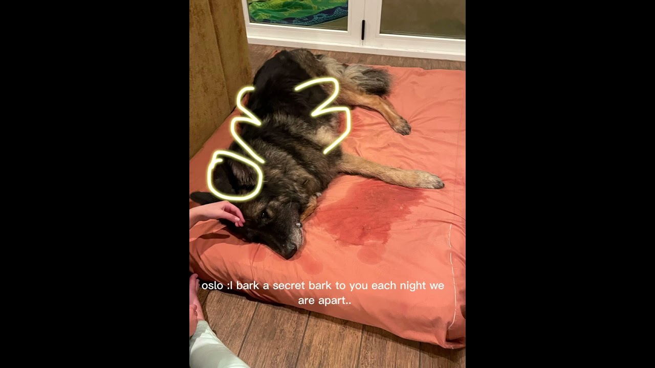 remember me.. ft. my dog oslo.  R.I.P Oslo.. 2016-2022 died on the 29th of december..