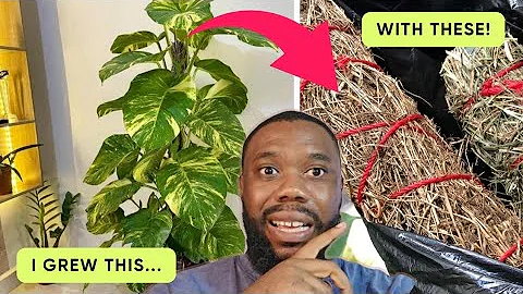 You DONT Need Moss Poles! 5 BETTER Alternatives Your Plants Prefer!