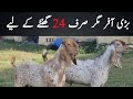 Aik din ki offer breeder bakra  goat farming in pakistan  goat farming 