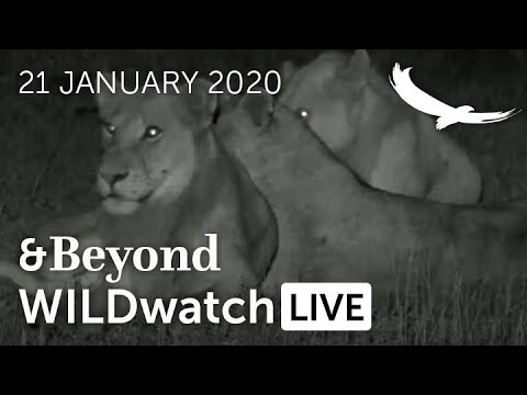 WILDwatch Live   21 January 2021  Afternoon Safari  South Africa  Part Two