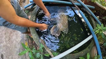 KINH NGẠC VỚI CỤ CÁ  TAI TƯỢNG SỐNG LÂU NHẤT THẾ GIỚI - CUỘC SỐNG KIÊN GIANG