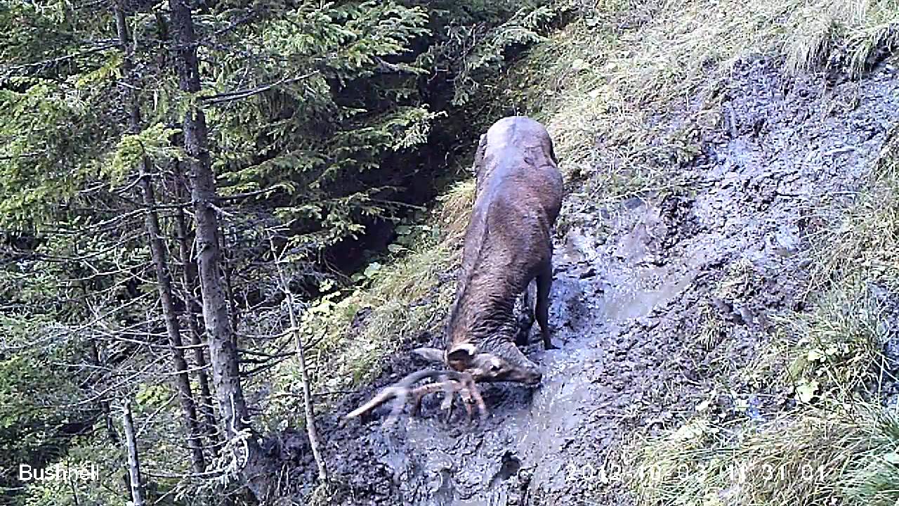 Piège Photos HD! 006