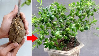 The technique of propagating lemon trees from branches is simple to quickly produce many fruits