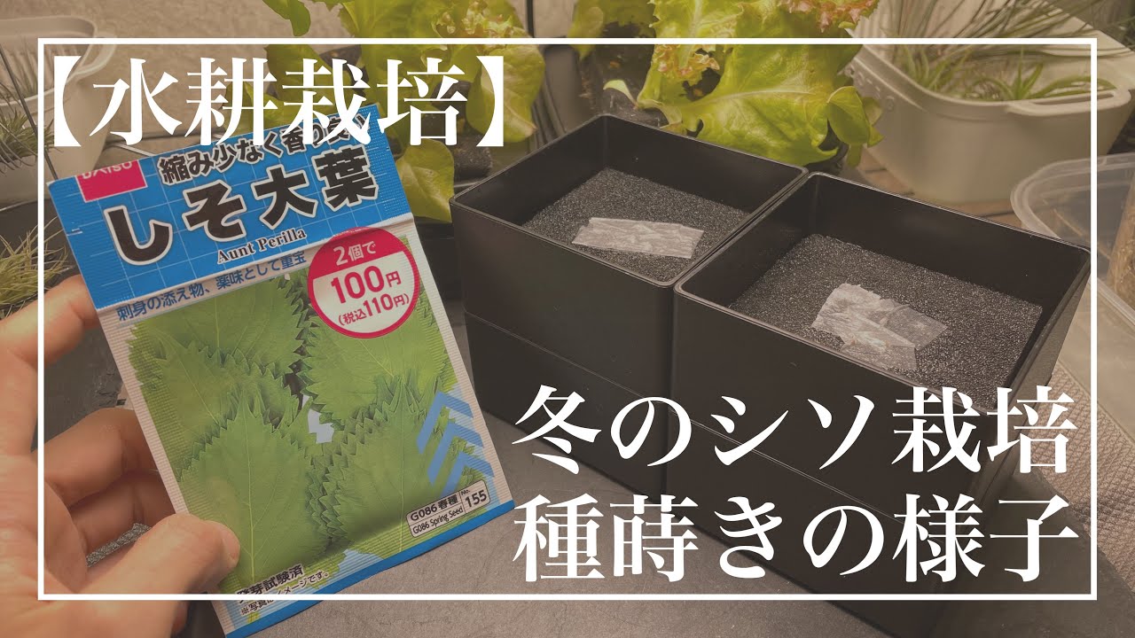 水耕栽培 冬のシソ栽培 種蒔きの様子 Youtube