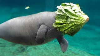 You Cant Stop Laughing At These Comedian Ocean Animals Funniest Animals Video Ever