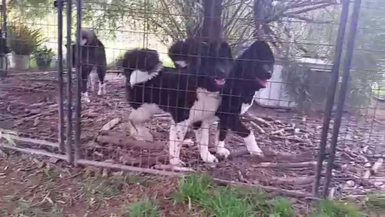 Get V3 1 Youtube For iPhone Get Wallpaper V3 1 Youtube For iPhone