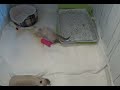 子猫のともえ投げ！？ピンクのぬいぐるみをくるっとポイッ