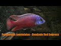 🐟🐠TOP 10 AFRICAN Haplochromis (UTAKAS) CICHLIDS OF MALAWI LAKE