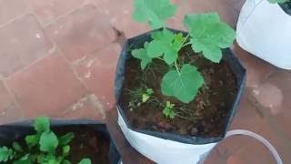 Part 2 - Teaser - Beginners Guide - My First Organic Terrace gardening (Maadi Thottam)