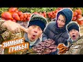 ВЕШЕНКА на 3кг! ЗИМНИЕ ОПЯТА  Фламмулина. ИУДИНЫ УШКИ  аурикулярия. Гимнопил Юноны Зимняя грибалка