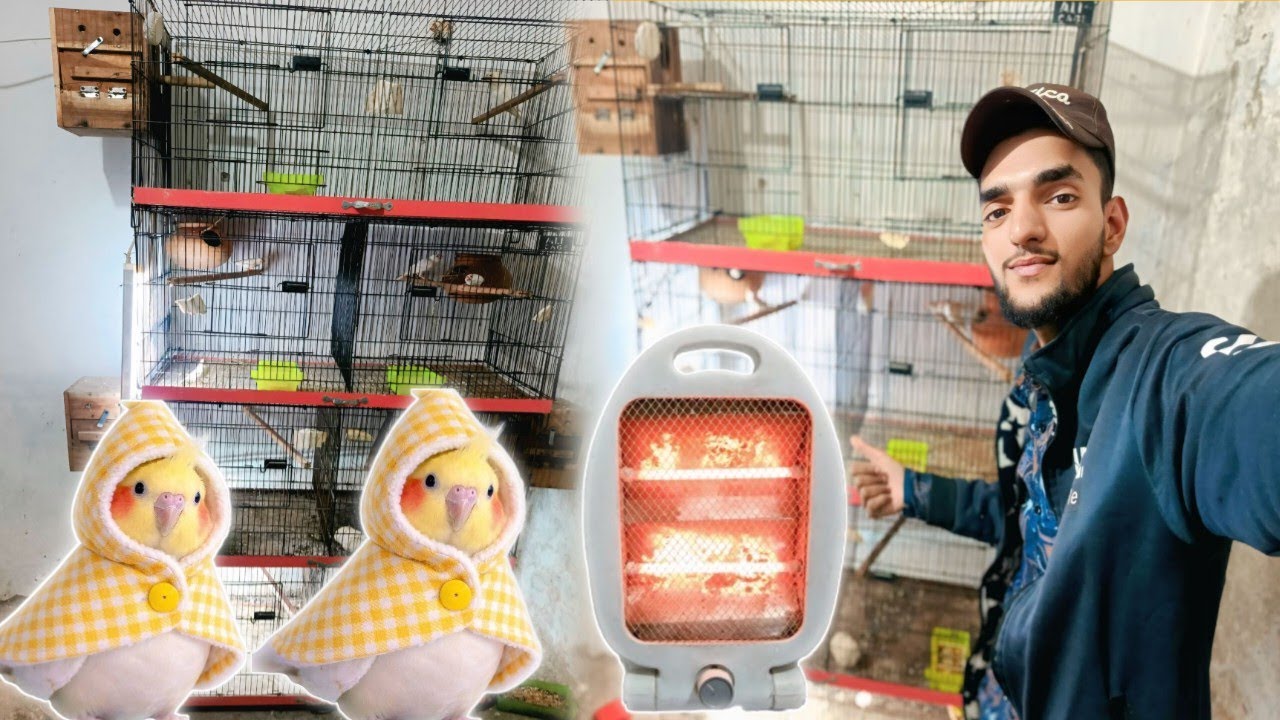 Ab heater jalayn gy birds ko sardi sa bachany k lia