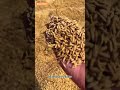 PADI: Butir Kecil dengan Arti Besar | Fakta, Sejarah & Manfaatnya #shortvideo #faktaunik #petani
