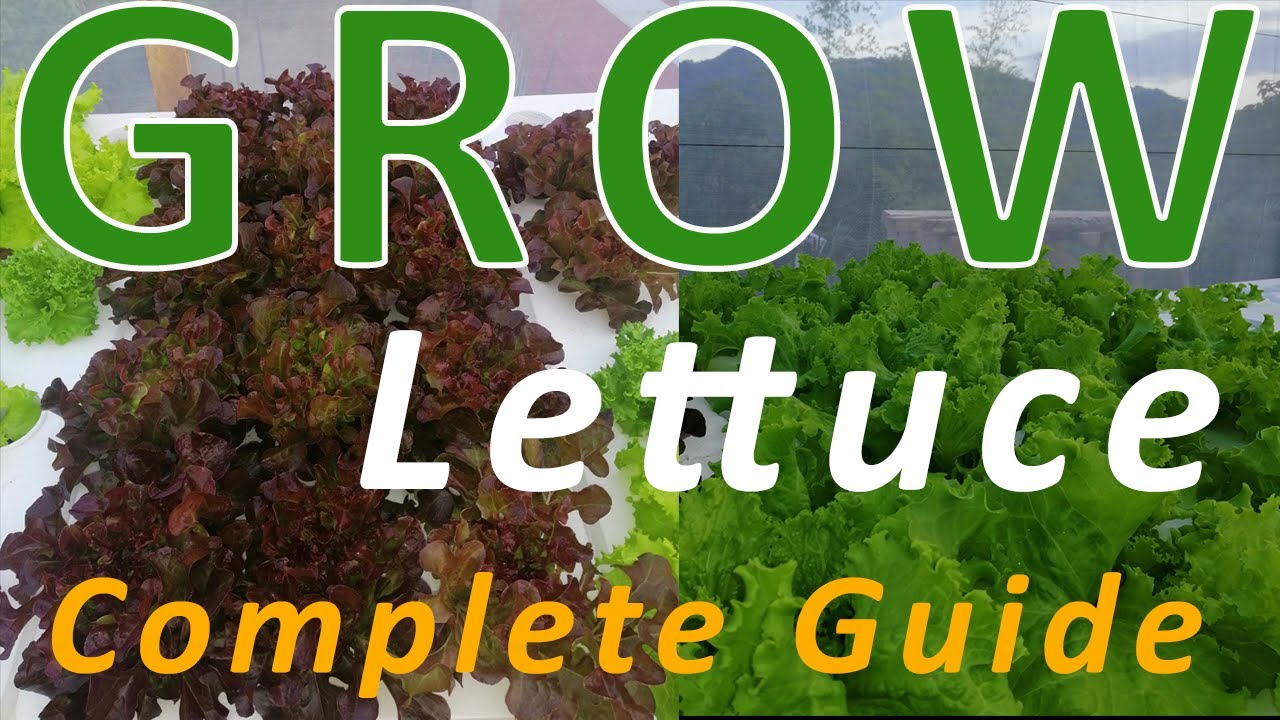 Complete Guide On How To Grow LETTUCE : Hydroponic Kratky Method,  From SEEDS to HARVEST -