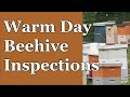 2024 February Colony Inspections #honeybees #honey #bee