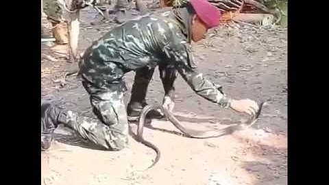 para commando vs cobra commando training Snake catch