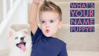 Pomsky Puppy Has A Name!! Puppy Vlog Part 2!!!