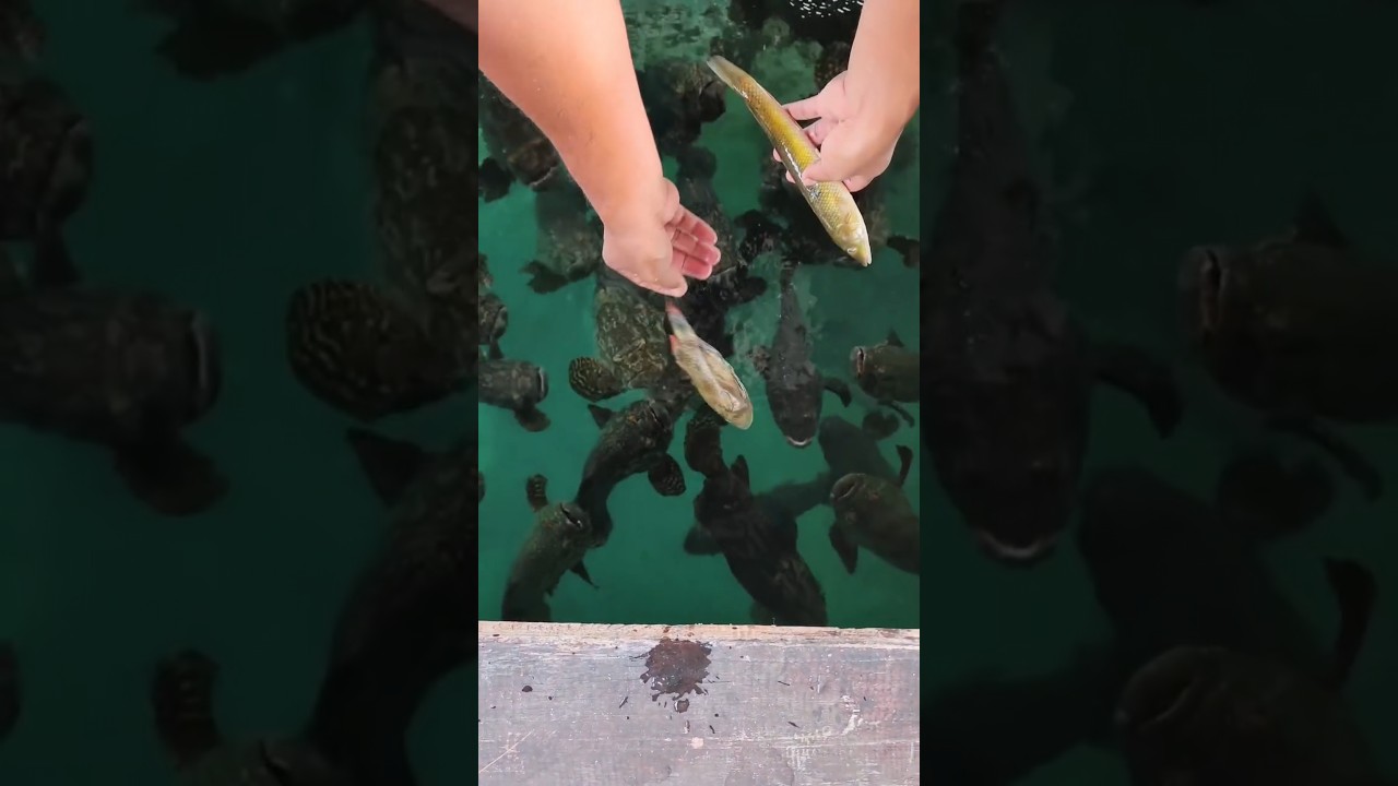 Ngeri! Tangan Nyaris Dicaplok Pas Kasih Makan Kerapu ⚠️ 