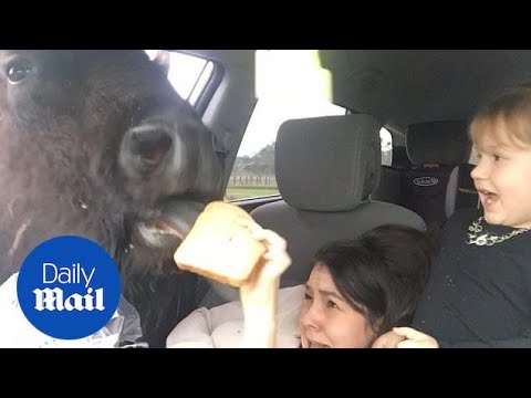 Hilarious moment mom freaks out feeding bread to buffalo - Daily Mail