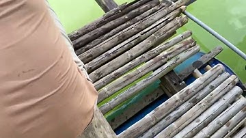 Cá lăng tự nhiên câu trên hồ thuỷ điện Hàm thuận. Đa mi