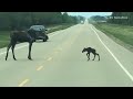 ANIMALS ON THE ROADS