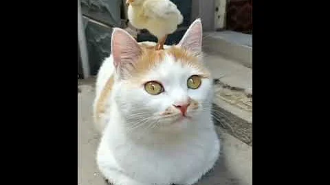 Funny Cats Compilation #Shorts