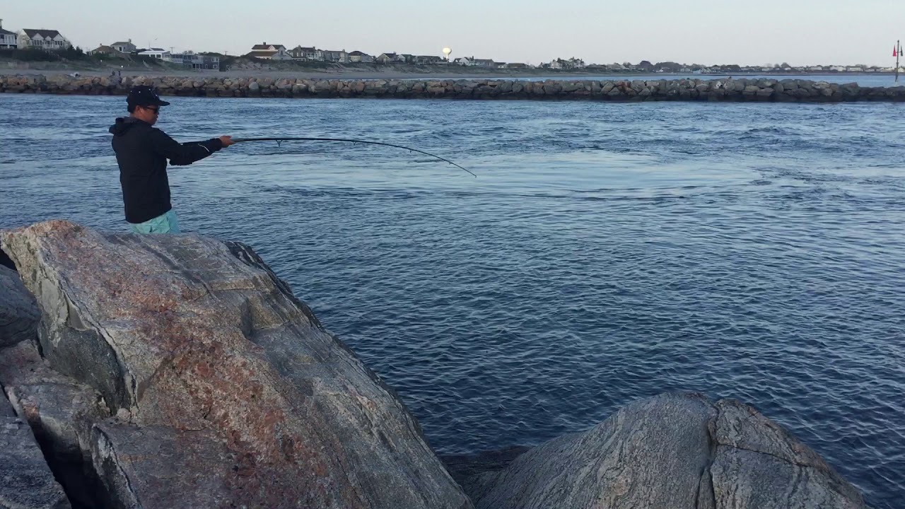 Tautog catch at Judith Point inlet YouTube